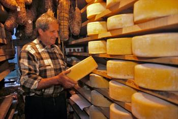 Cheese in Malga Porta Manazzo
